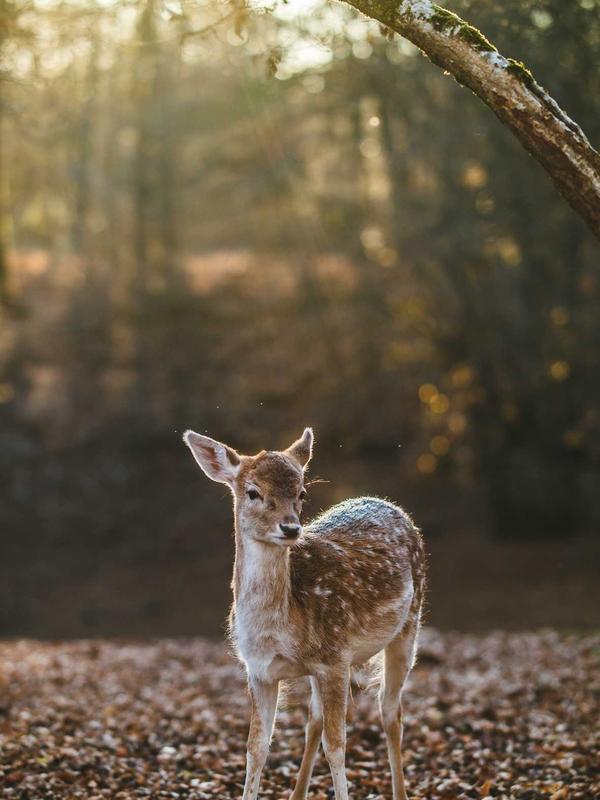 Seasonal autumn bouquet